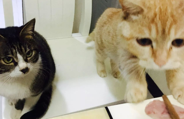 网友只是用一块肉，就试出了猫夫妇的内心戏 