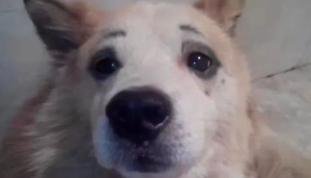 狗狗躲在厕所不出来，宠主得知真相怒了