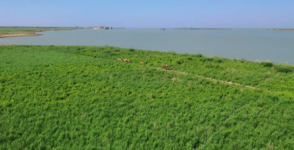 这头洞庭湖麋鹿和牛杠上了 牛：我当时害怕极了！