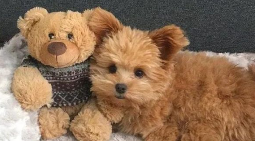 泰迪因“大嗓门”被恶意抛弃，医生收留，一年涨五十万粉丝