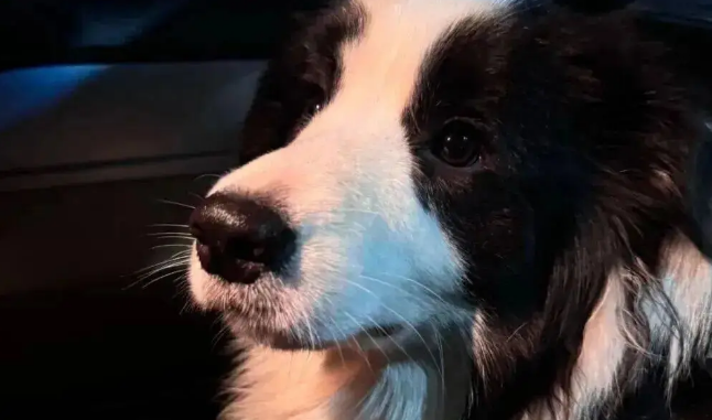 网友家的边牧拆家了，我一看…它是个天才吧！ 