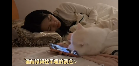 猫咪趁主人睡着刷了一晚上手机：账单刷屏笑翻网友