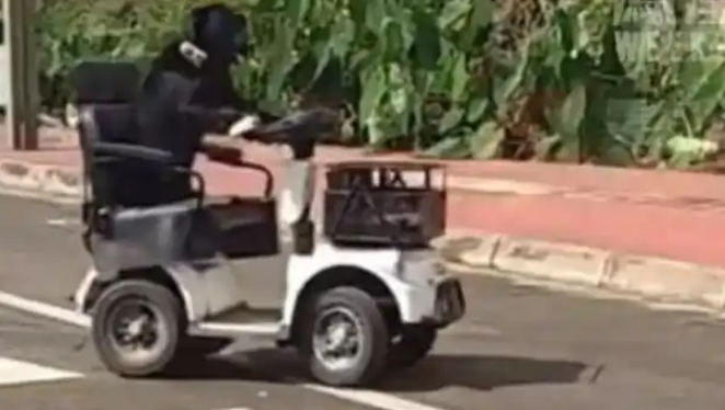 眉山奇闻：狗子开车体验生活，谁为这份奇葩宠爱买单？