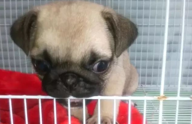 宠主摸了这个逗狗狗，却被狗狗追着咬