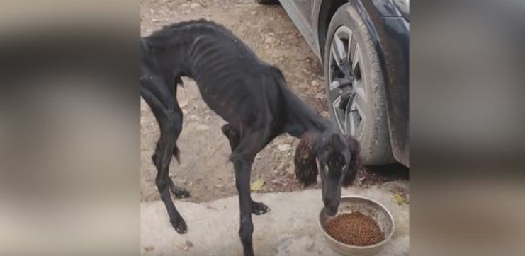 重庆女子南山遇瘦骨嶙峋流浪动物 难辨羊狗引关注