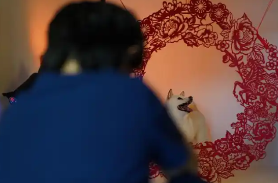 数读中国开局新活力｜规模已超3000亿！宠物过年成春节消费新爆点