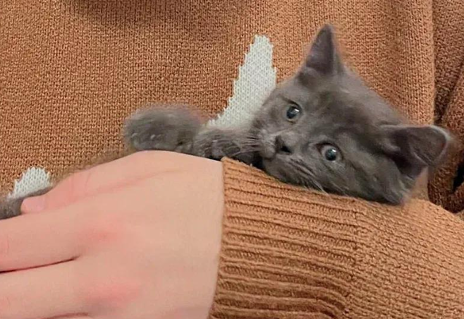 从胆小的哈瓦那辣椒到治愈天使，三只小猫的逆袭