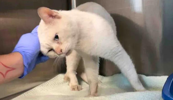 满身伤痕的流浪猫趴窗求助，查出猫艾滋后，它的结局让人意外