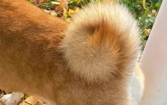 狗狗用尾巴玩球火了！网友：这技术比国足厉害？