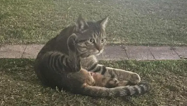 博主捡到流浪猫，假装寻主三天，最后“勉为其难”收养