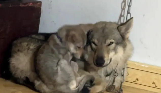 以为是父女，没想到是夫妻，两狗闯祸主人被全网追着骂