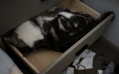 猫咪把袜子全扒拉出来，然后躺抽屉里