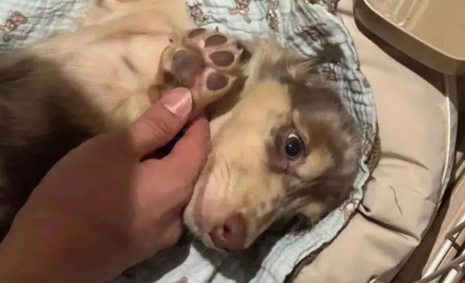 网友买的小狗狗到新家第一晚就超适应，啊啊啊……谁懂啊！