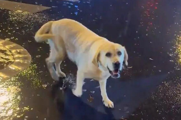 青岛女子刷视频发现走失3个月的宠物狗在长沙，当事人：已顺利接回