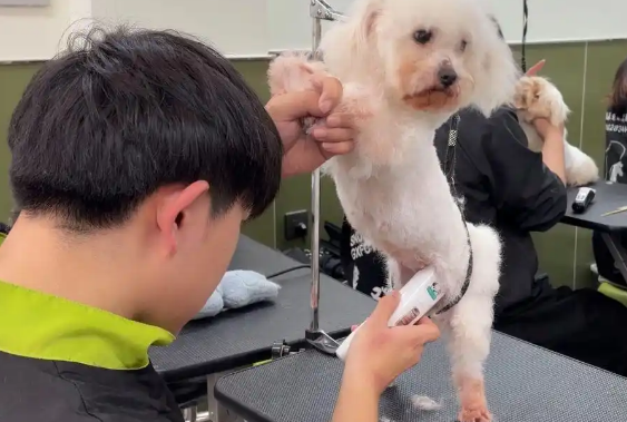 在鞍山，“宠物友好”新职业走热……