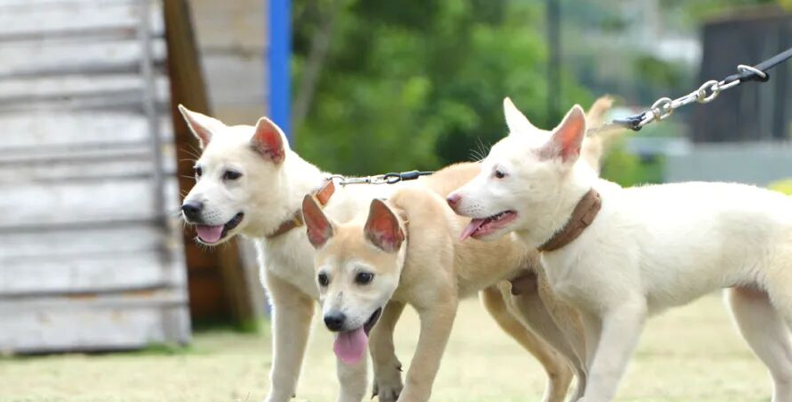 从“小土狗”到“警界奇兵”！广西山地犬百色深山炼成记