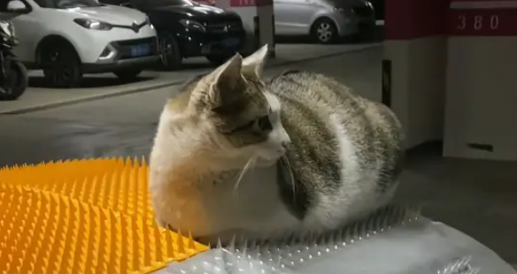 流浪猫无视防猫垫，小姐姐暖心铺垫，猫：这按摩器太舒服
