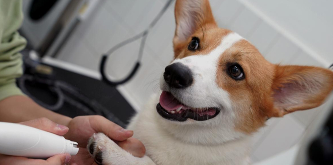 “星期宠物”成投诉热点 猫狗宠物为何活不过7天？