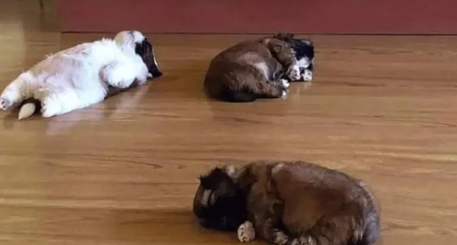 两个月大的小奶狗一睡觉就成了躺尸，铲屎官怎么都叫不醒