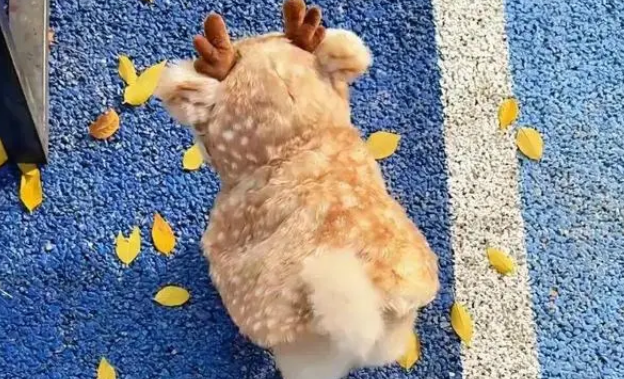 小狗穿麋鹿斗篷萌翻，网友质疑是假狗，主人晒正脸照力证真实