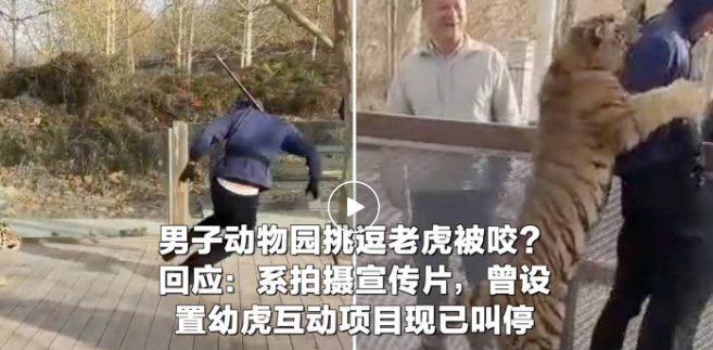 网传男子动物园挑逗老虎被咬引关注