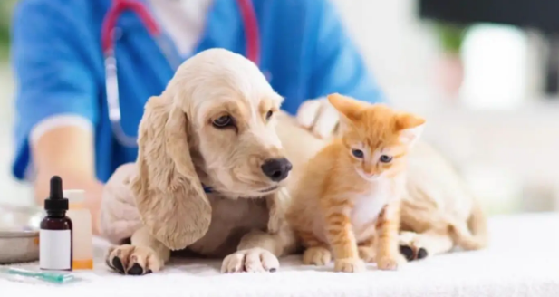 国货崛起推动宠物经济实现价值链攀升