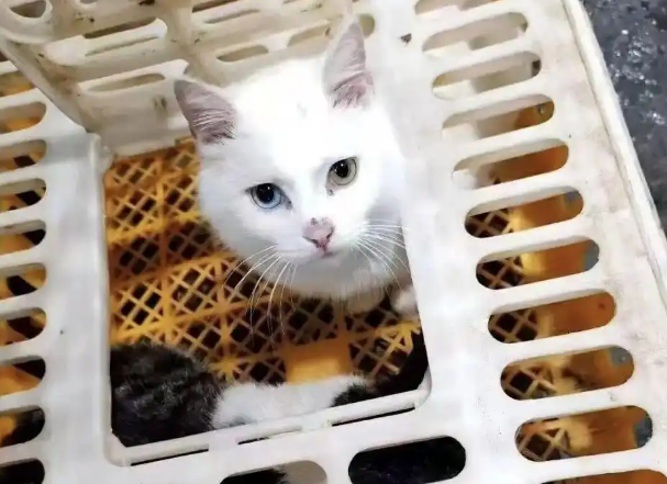 广东佛山一私房菜馆被曝宰杀活猫煲“龙虎凤”，“有白猫被抱到后厨屠宰台”，当地回应