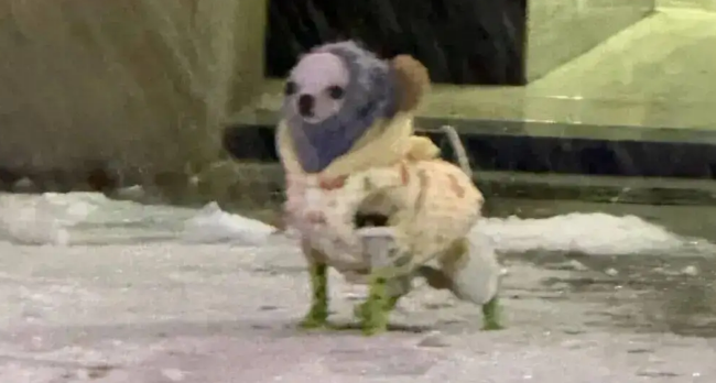 下雪天主人带吉娃娃出门尿尿，哈哈哈它的穿搭好像老婶子