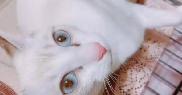 小姐姐捡到一只流浪猫，以为是白猫，没想到养了几个月开始变颜色