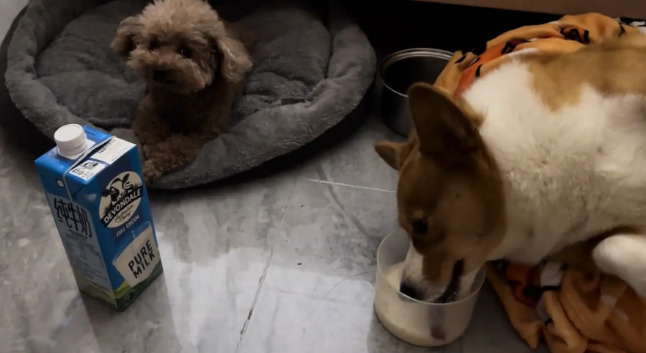 柯基躺在窝里喝牛奶。网友：我当狗估计也这个样子