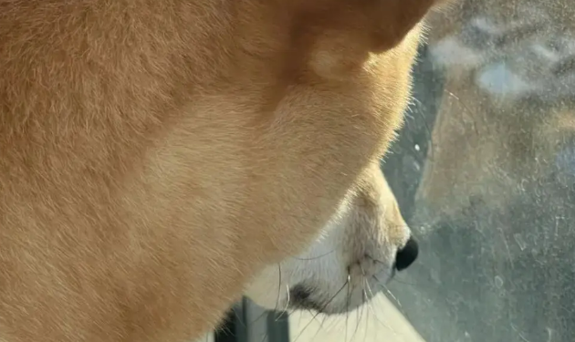 网友说她家柴犬很八卦，本来我不信，但一看…哈哈哈