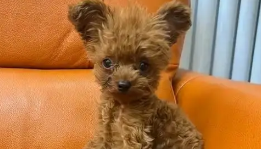 将茶杯泰迪交给妈妈养，半年后变成新品种——茶缸泰迪？