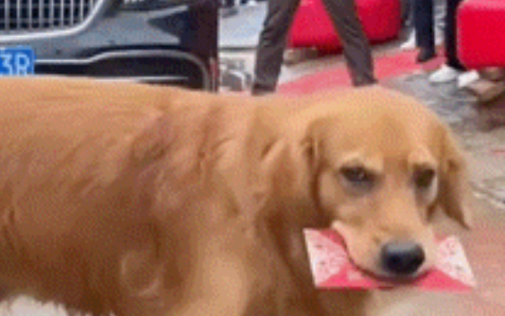 金毛主动上前拦住了婚车，居然收到了红包