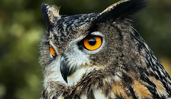 在黑龙江一路边雕鸮捕猎成功，豹猫为何沦为雕鸮的猎物