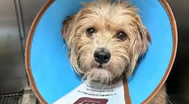 主人将新生狗崽扔河里，狗妈跳河救子摔断腿，有心救助却无力承担