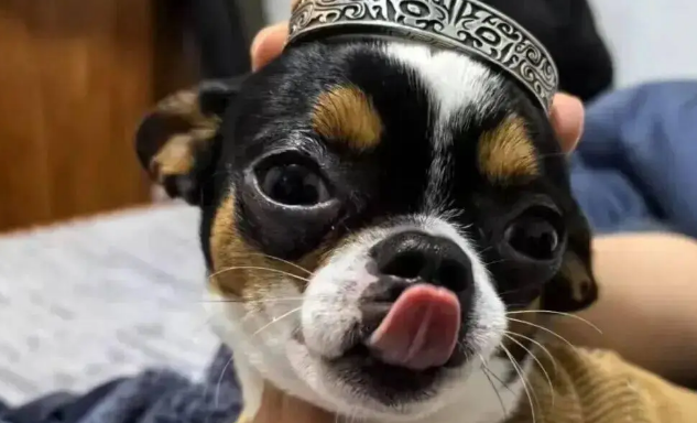 把吉娃娃放弟弟家养了几天，妹子傻眼，“你给它吃蛋白粉了？” 