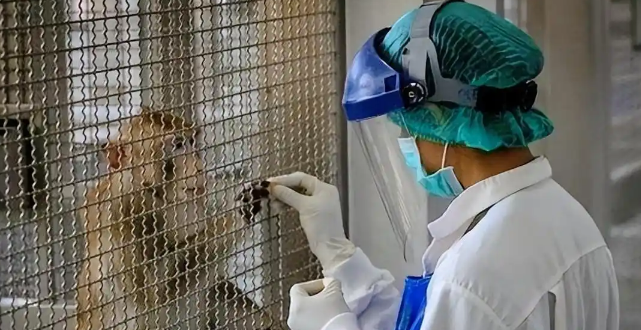 美国实验猴侧翻逃跑，警察：带致命病毒，真容曝光