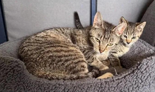 救助小猫却意外发现猫妈，母子相依为命，喜提亲子豪华套餐