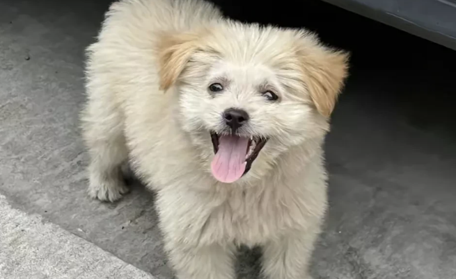 爱犬被小区内小孩抱走，被多次蓄意抛起摔打致死