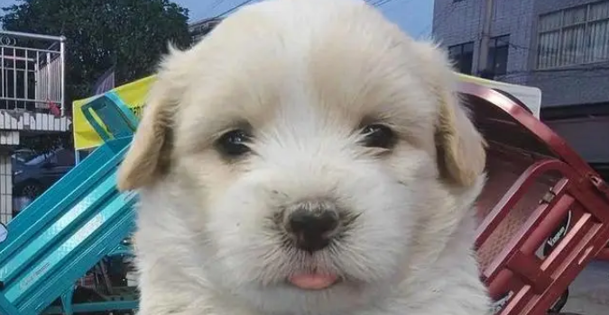 捡回的流浪狗僵坐3小时不敢睡，暖心守护3天，直接翻着肚皮酣睡