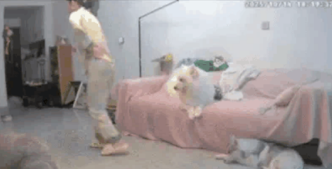 毛孩子的“模仿游戏”：从瘸腿到生闷气，宠物为什么越来越像你？