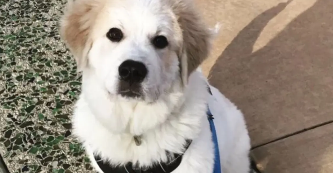 网友捡了6只快死了的无毛小奶狗，没想到养着养着……变成了大白熊