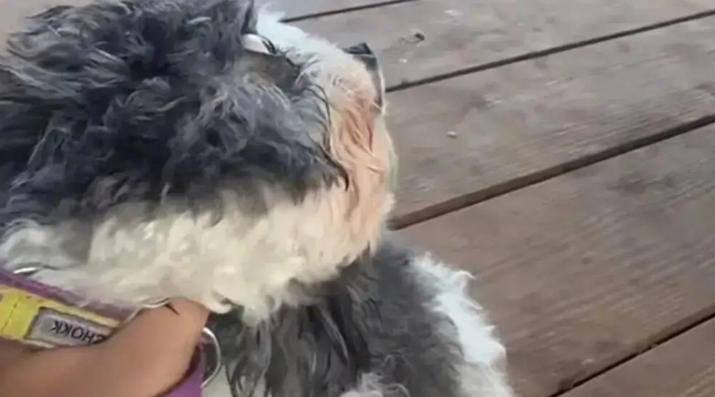 小狗在清迈第一次看到大象，看给孩子都吓成啥了