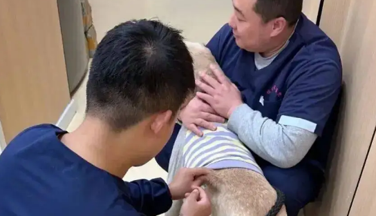 拉布拉多生病去医院拍片子，结果…三个医生都按不住