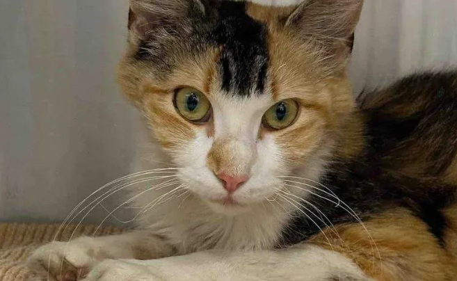 足球场捡回只5斤重的小猫，医生掰开嘴一看，大家都愣住了