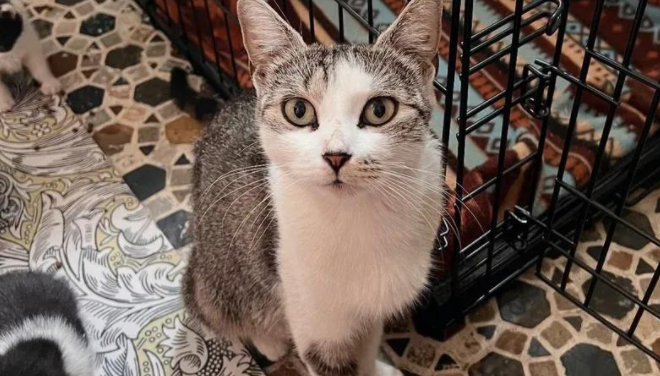 流浪猫妈带五小只蜗居街头，救援队火速出击