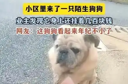 湖南老狗颈挂数百元小区求收养 字条藏牵挂，爱心母女暖心接盘