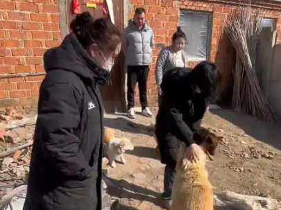 长春7只被偷小狗结伴逃亡17公里回家，志愿者讲述救援经过