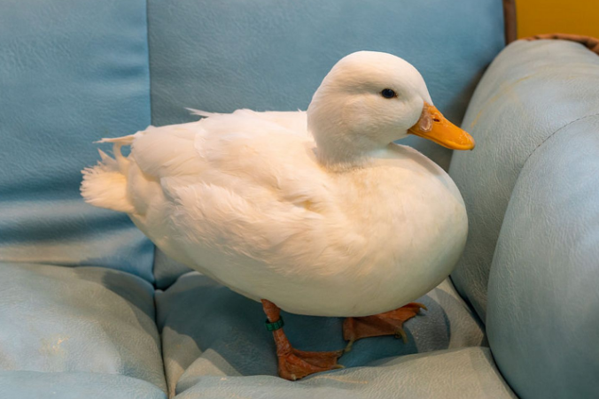 未牵绳哈士奇咬死宠物鸭并伤人，狗主人拒赔损失？