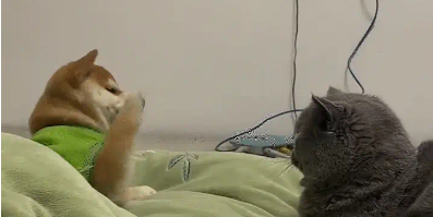 狗子跟猫咪玩，猫咪却以为是挑衅，给了狗子几巴掌